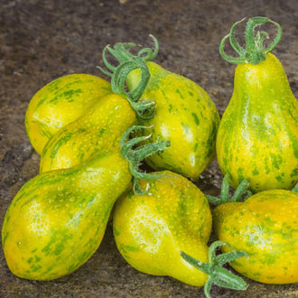 Organic 'Michael Pollan' Tomato Seeds by Gaia, product image prepared for Canadian gardeners.