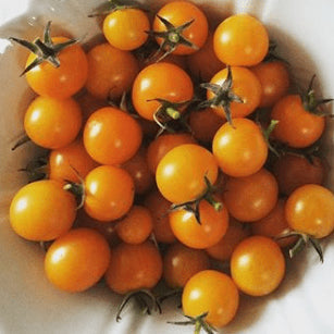 Organic 'Mini-Orange' Tomato