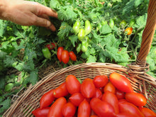 'Mini Marzano' Tomato