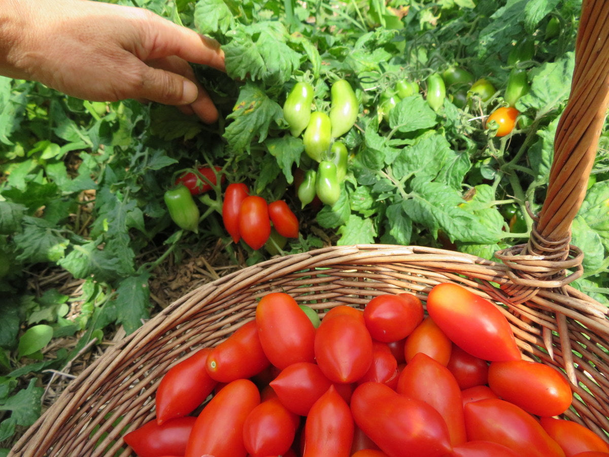 'Mini Marzano' Tomato