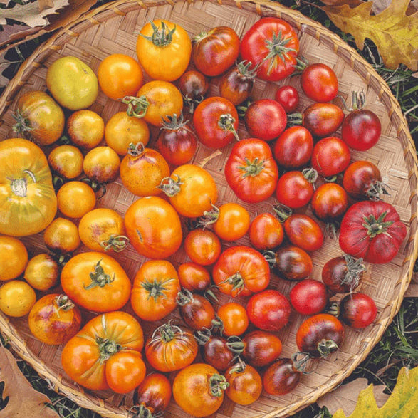 Organic 'Mission Mountain Grex' tomato