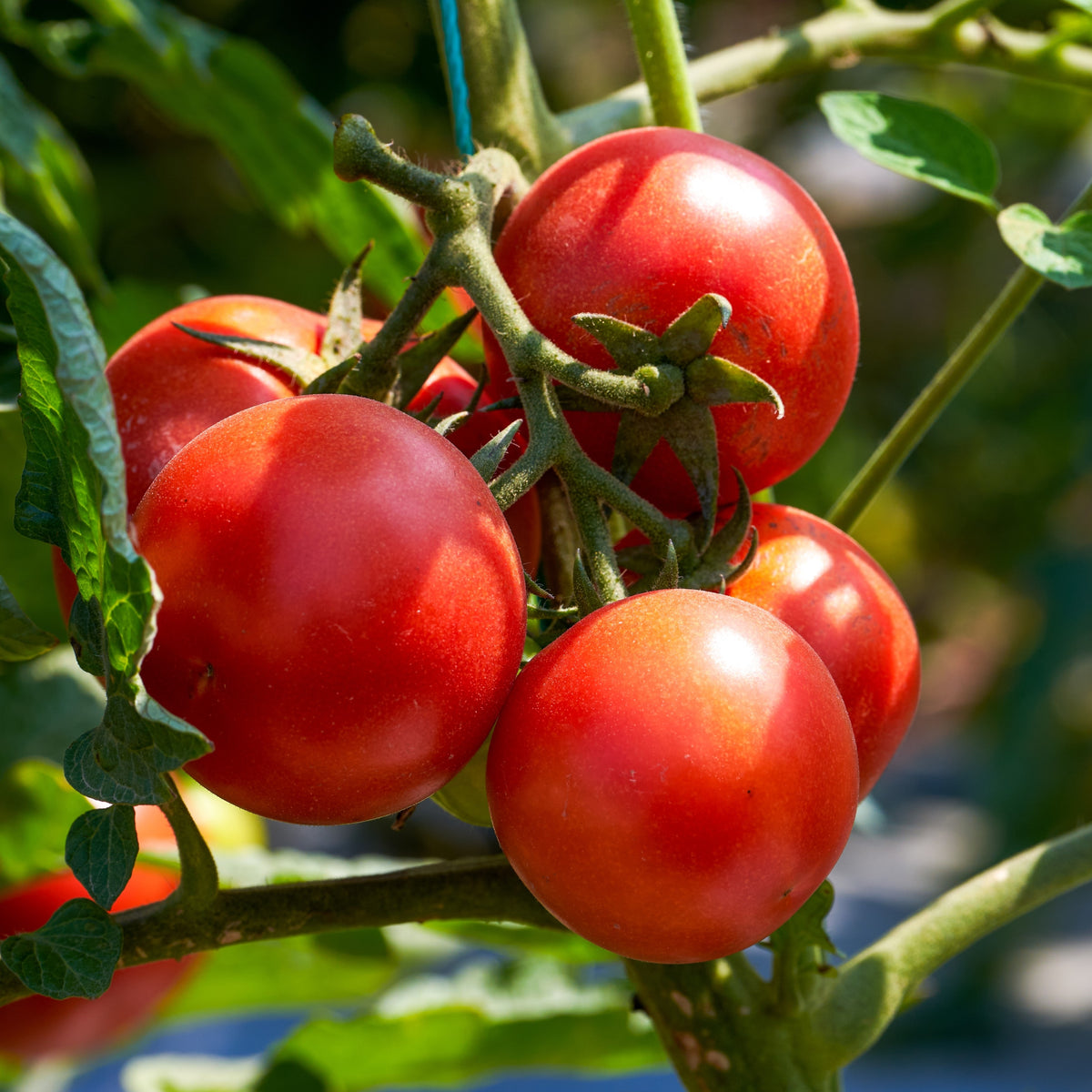 Organic 'Montreal Tasty' Tomato
