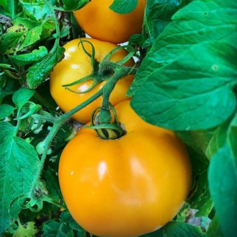 Organic 'Moonglow' Tomato