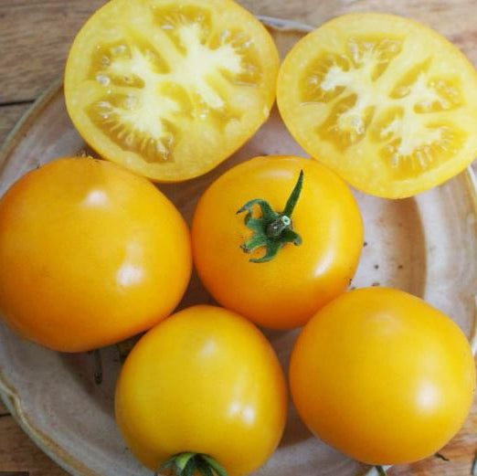 Organic 'Morden Yellow' Tomato