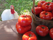 Tomato 'Mrs. Bots Italian Giant'