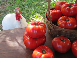 Tomate 'Mrs. Bots Italian Giant'