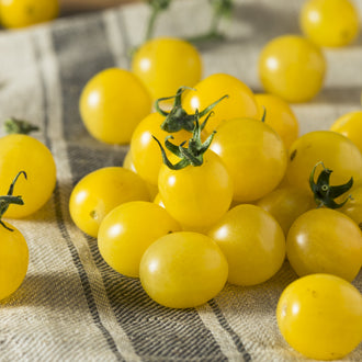 Visuel principal associé à Tomate 'Napa Chardonnay', semences offertes par Cutleaf Seed. Cette image accompagne la fiche pour relier clairement le produit à son emballage ou à la culture présentée. Elle complète les renseignements de semis, de culture et de récolte, sans remplacer les indications propres au lot ni les conseils détaillés figurant sur le sachet.