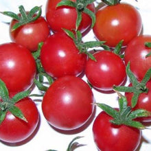 Organic 'Napa Rose' Tomato