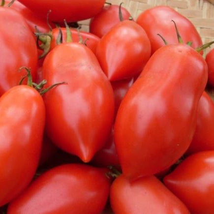 Organic 'Napoli VF Fiaschetto' tomato