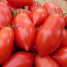 Organic 'Napoli VF Fiaschetto' tomato