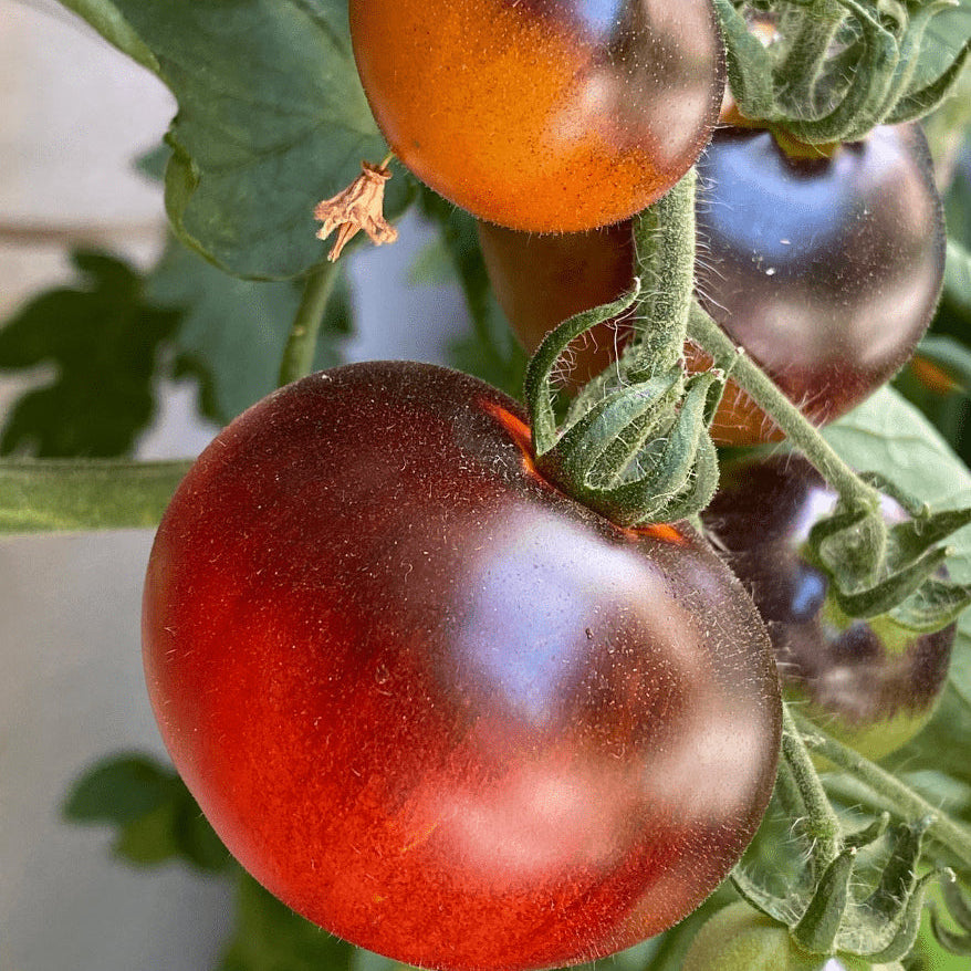Organic 'OSU Blue' Tomato