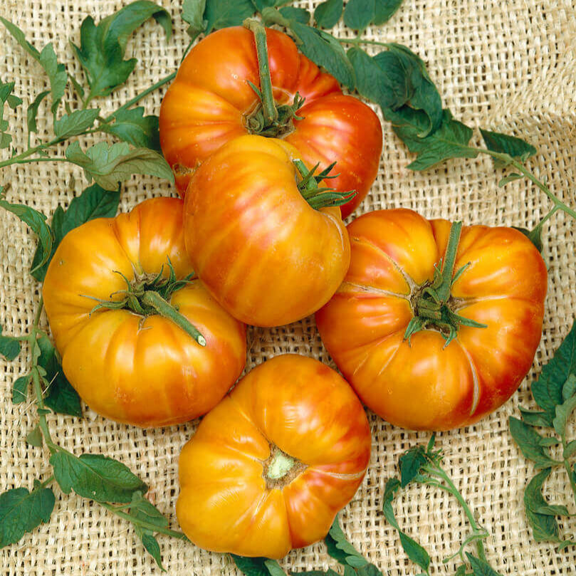 Tomate 'Old German'