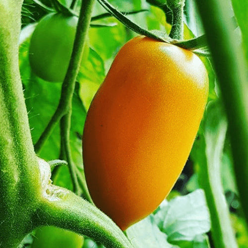 Organic 'Orange Banana' Tomato