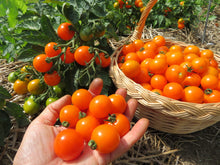 'Orange Dream' Tomato