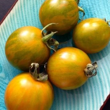 Organic 'Orange Green Zebra' tomato