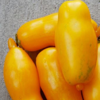 Organic 'Orange Icicle' Tomato