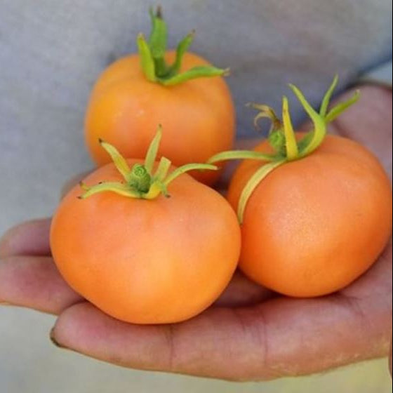 Organic 'Orange Peach' Tomato