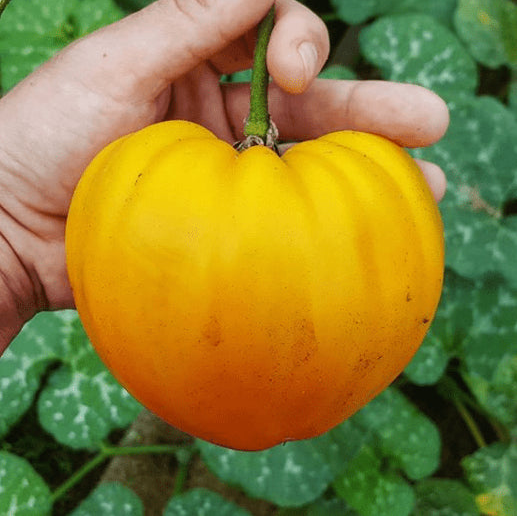 Tomate 'Orange Strawberry' bio