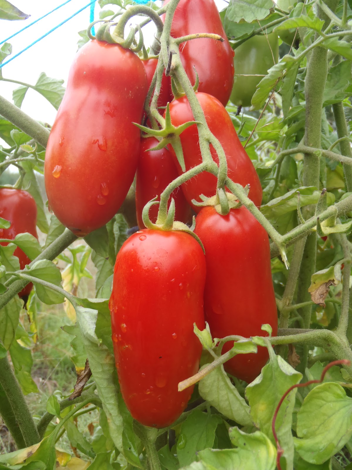 'Oroma' Tomato
