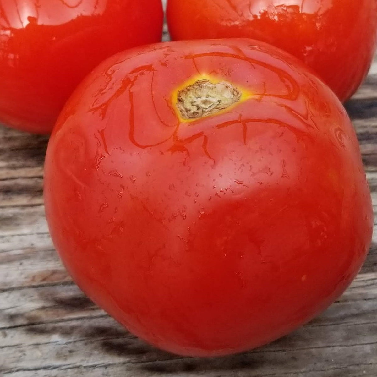 Tomate 'Ottawa' bio