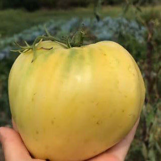 Organic 'Oxheart White' Tomato