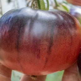 Organic 'Ozark Sunrise' Tomato