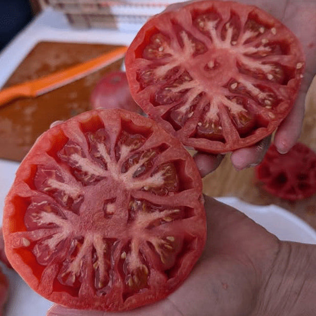 Tomate 'Palestinian' bio