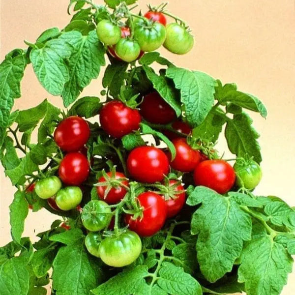 Photo de Tomate Patio F1. La couleur caractéristique est : rouge. Le visuel permet d’observer les contours, les teintes et la disposition des éléments présentés. Les détails de forme et les contrastes donnent un aperçu de l’apparence de cette plante ou de sa récolte. Cette photographie accompagne la variété nommée afin de l’identifier dans la sélection de semences.