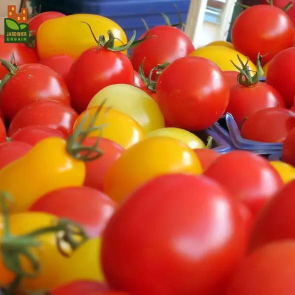 Photo de Tomate Petits fruits mélange. Tomate Petits fruits mélange (Solanum lycopersicum). La couleur caractéristique est : mélange. Le visuel permet d'observer les contours, les teintes et la disposition des éléments présentés. Les détails de forme et les contrastes donnent un aperçu de l'apparence de cette plante ou de sa récolte.