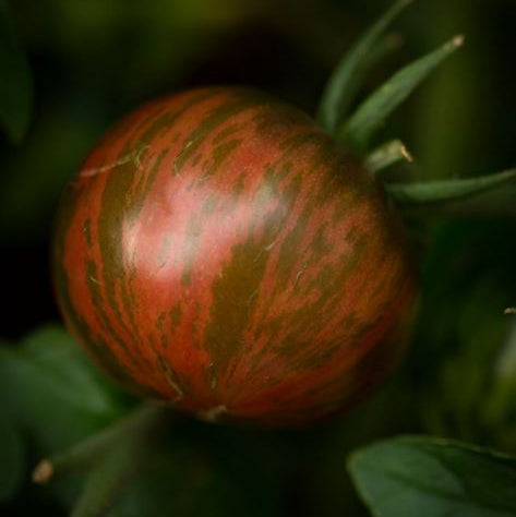 Tomate 'Pink Boar' bio