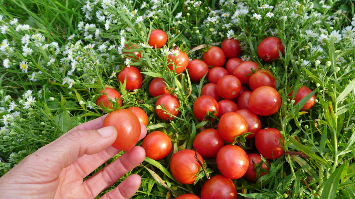 'Pink Bumble Bee' Tomato
