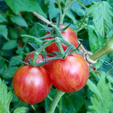 Tomate 'Pink Bumblebee Cherry' bio