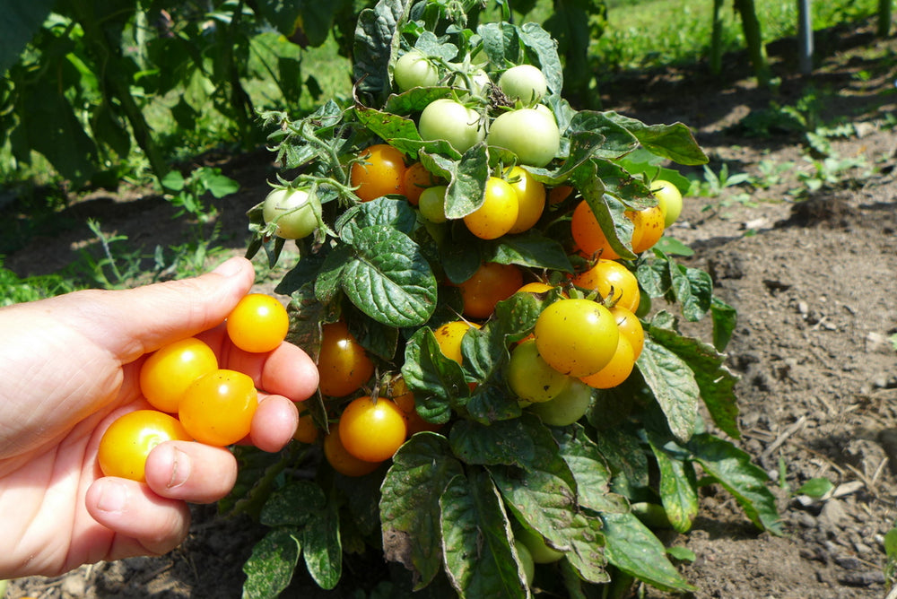 Tomate 'Pinocchio Orange'