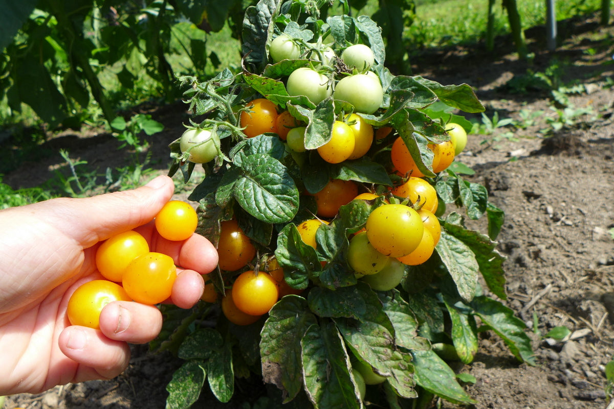 'Pinocchio Orange' Tomato