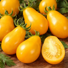 Tomate 'Poire Jaune' bio