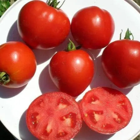 Photo de Tomate Polbig F1. Ce plant déterminé, compact, produit des fruits bien ronds, rouges foncés, fermes et charnus. La couleur caractéristique est : rouge. Le visuel permet d'observer les contours, les teintes et la disposition des éléments présentés. Les détails de forme et les contrastes donnent un aperçu de l'apparence de cette plante ou de sa récolte.