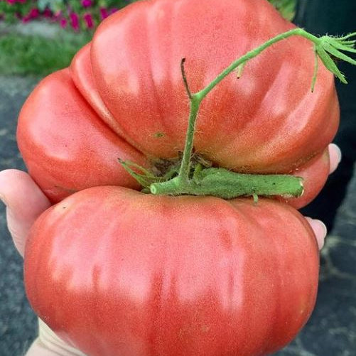 Organic 'Ponderosa Pink' Tomato