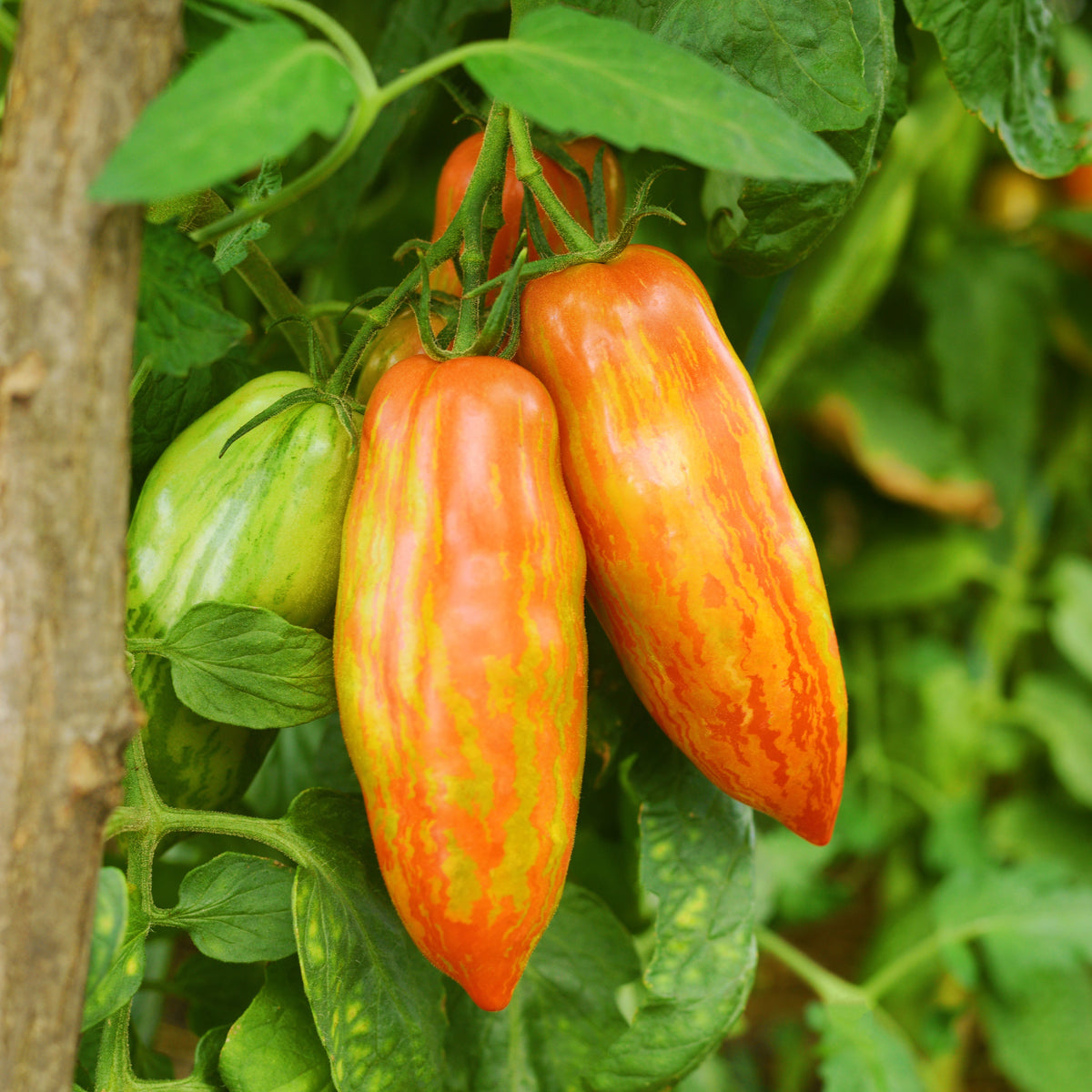 Tomate marbrée ‘Prairie Fire’ bio (Solanum lycopersicum ‘Prairie Fire’)