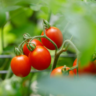 Visuel principal associé à Tomate 'Principe Borghese', semences offertes par Cutleaf Seed. Cette image accompagne la fiche pour relier clairement le produit à son emballage ou à la culture présentée. Elle complète les renseignements de semis, de culture et de récolte, sans remplacer les indications propres au lot ni les conseils détaillés figurant sur le sachet.