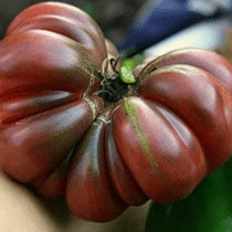 Organic 'Purple Calabash' Tomato
