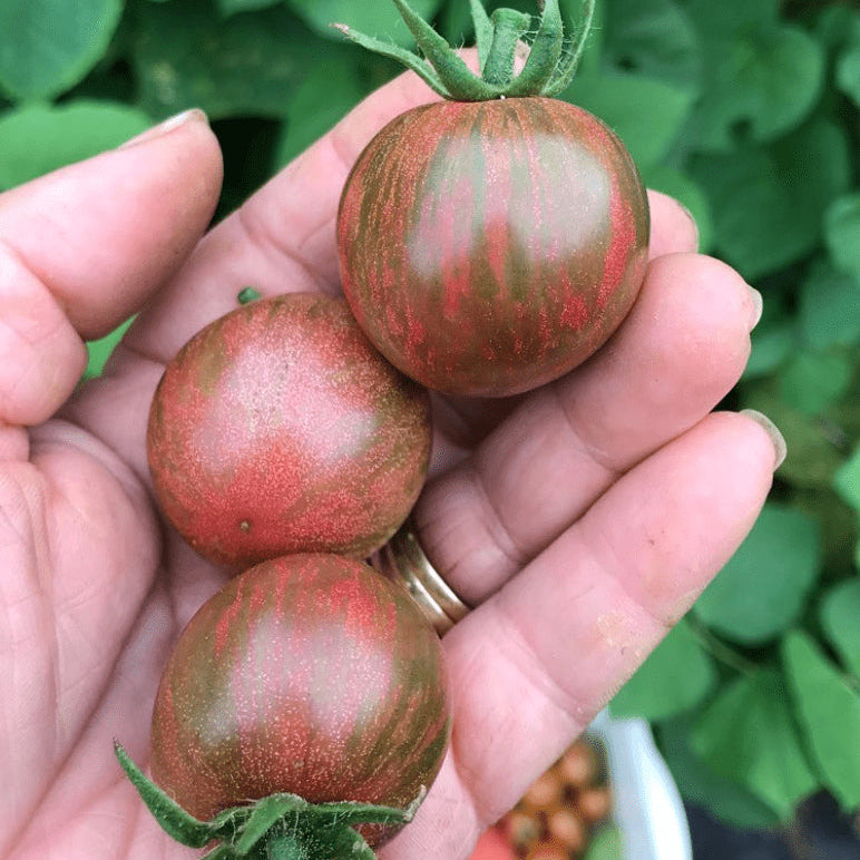 Tomate 'Purple Bumblebee Cherry' bio