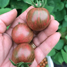 Organic 'Purple Bumblebee Cherry' tomato