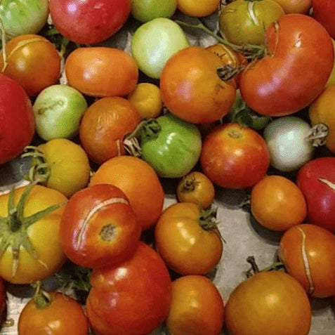 Organic 'Q Series Panamorous' tomato