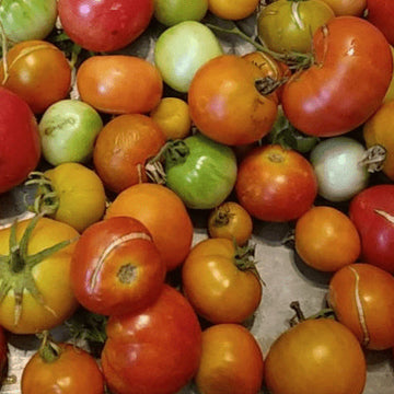 Tomate 'Q Series Panamorous' bio