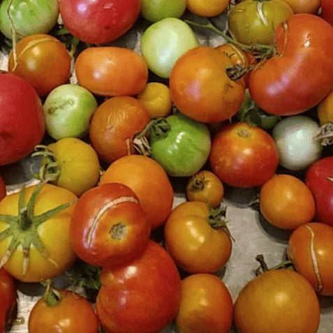 Tomate 'Wildling Panamorous' bio