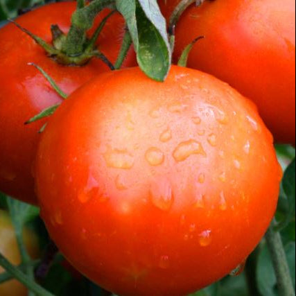 Tomate 'Quinte' bio