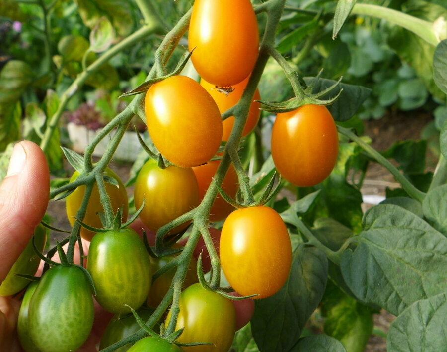 Orange grape tomato