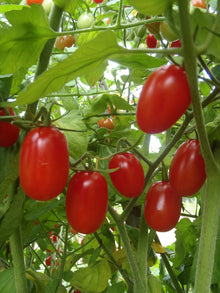 Tomate ‘Raisin rouge’ (<em>Solanum lycopersicum</em>)