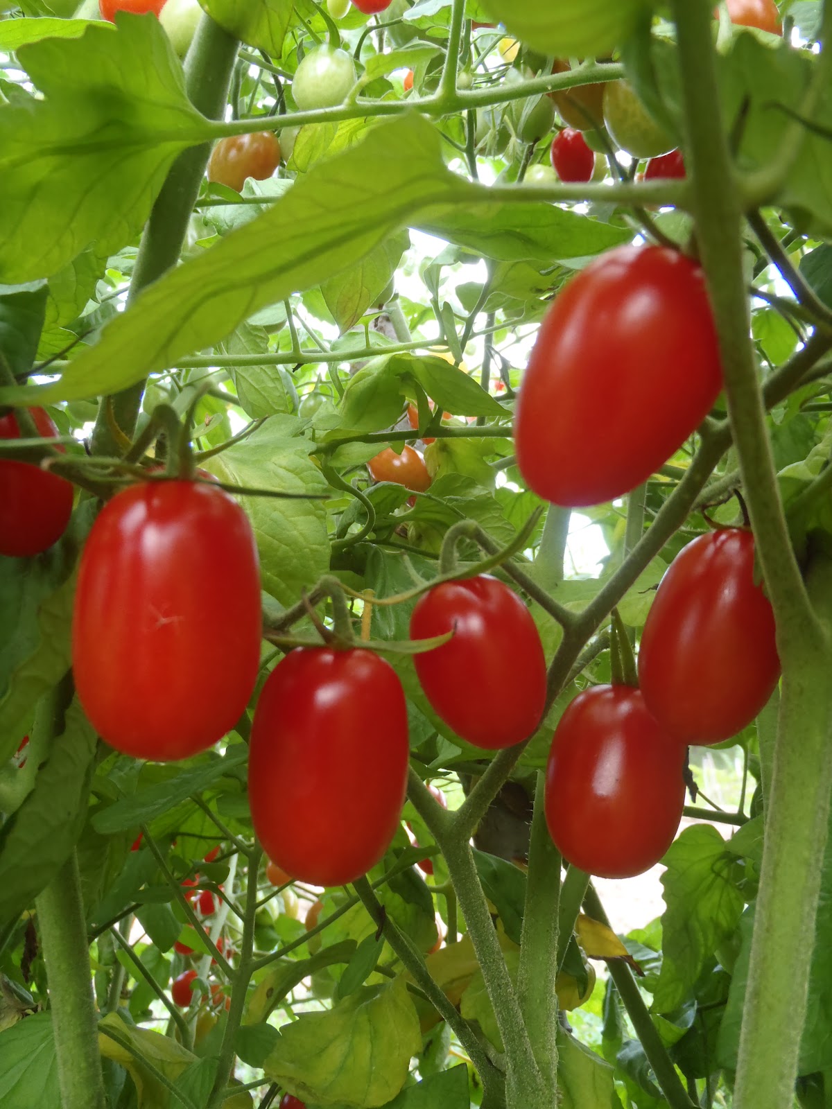Tomate ‘Raisin rouge’ (<em>Solanum lycopersicum</em>)