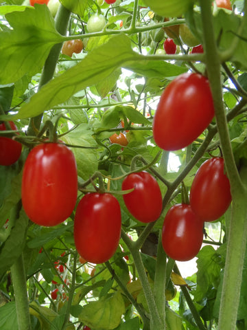 Tomate 'Raisin rouge'